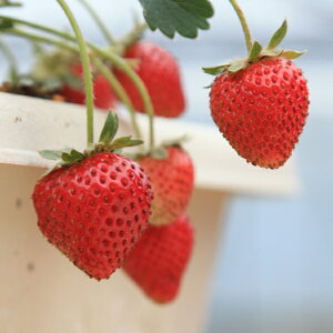 ؂̕c/[]lGC`SFƂЂƂ3|bg 24Zbg