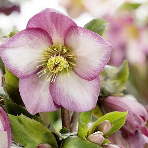 NX}X[YF*HGC Ice Nfroses XKN A[[[Y4.5|bg