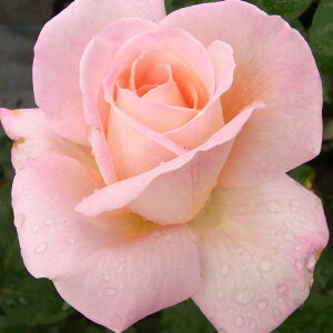 o̕c/nCubheB[FRtB_Xc