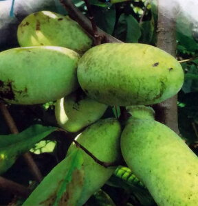 ʎ̕c/||[FizEWjږؕc5|bg[ň킳ꂽt̂悢ʎ]