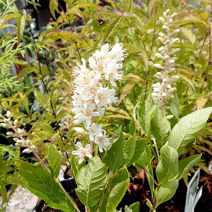 Ԗ ؂̕c/AJEuFojXpCX3.5-4|bg