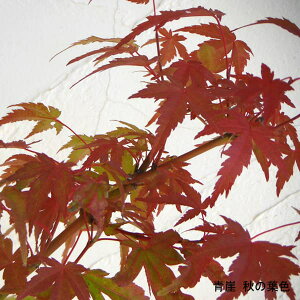 Ԗ ؂̕c/~WFRiZCKCj4`5|bg