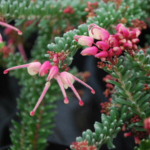 Ԗ ؂̕c/OrAFjQ2.5|bg