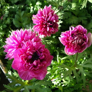 Ԃ̕c/AllFzXԁiJjI[Lbh3.5|bg 6Zbg