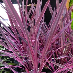 Ԃ̕c/RWlFGNgbNsN4.5|bg