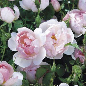 o̕c/[IZ[]CObV[Y frbhEI[X`E[WYFXL{[EtFAc10LpA(o)