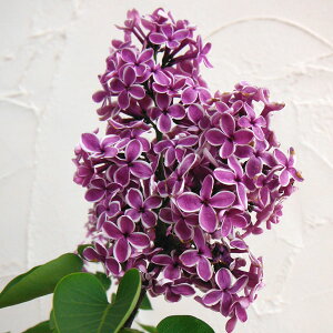 Ԗ ؂̕c/CbNFZZ[V6|bg[4`6Jԁ@F̂鏬Ԃ炩܂BlC֕̕iI]