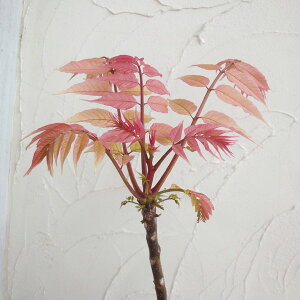 Ԗ ؂̕c/``Ft~S4`5|bg