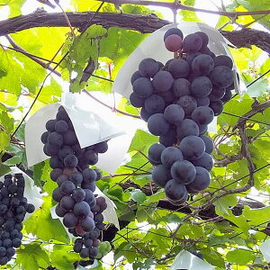 �ʎ��̕c/�u�h�E�F����i�L���z�E�j�}�ؕc4�`5���|�b�g