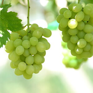 ʎ̕c/uhEFUIrARږؕc4`5|bg