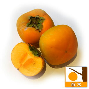 ʎ̕c/JLi`jFq^liVijj4`5|bg