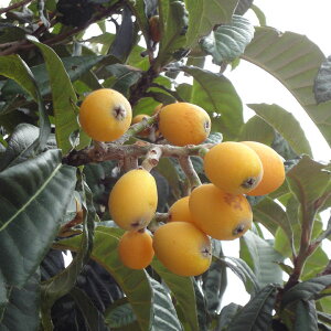 ʎ̕c/rifjFNC[4`5|bg