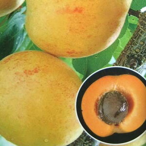 ʎ̕c/AYiǁjFjRjRbg4`5|bg