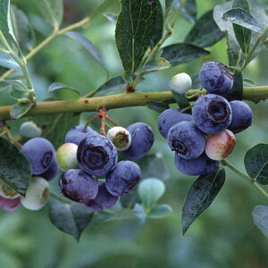 ʎ̕c/u[x[irbgACnjFu[}5|bg