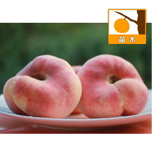 ʎ̕c/ijF崓i΂Ƃj5|bg