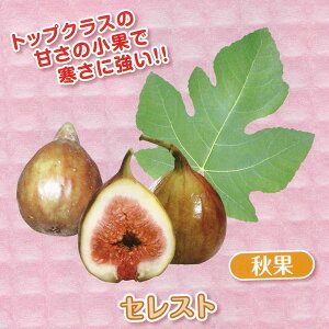 果樹の苗/甘〜いミニイチジク：セレスト3号ポット