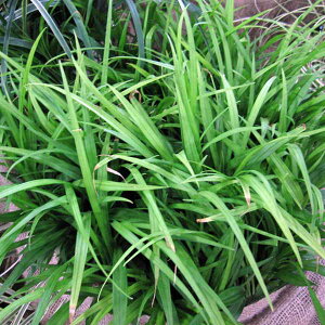 Ԃ̕c/L`WE\Eigˑj3.5|bg 2Zbg