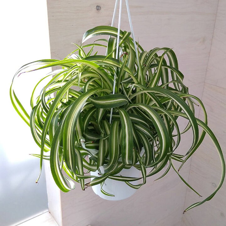 楽天市場 観葉植物 オリヅルラン ボニー5号吊鉢 園芸ネット プラス