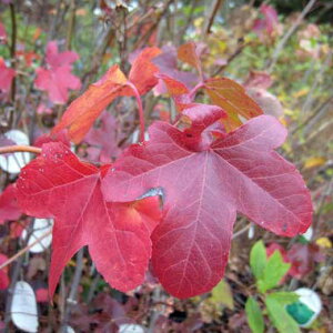 Ԗ ؂̕c/~WotEiAJtEjF^fB[o 8|bg