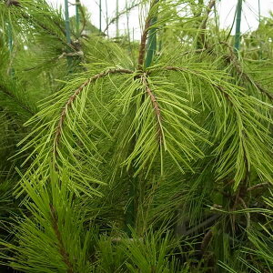 �Ԗ� ��؂̕c/[��������]�}�c�i���j�F�}����ԏ��i�V�_���A�J�}�c�j6���d���|�b�g