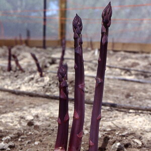 ��؂̕c/�A�X�p���K�X�F������(R)�i�܂�݂ނ炳���j3���|�b�g�iF1�j