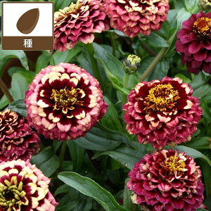 WjAF AYebN uS[j oCJ[