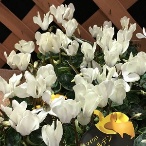 Ԃ̕c/~jVNF}CNS[f{[C3|bg 3Zbg