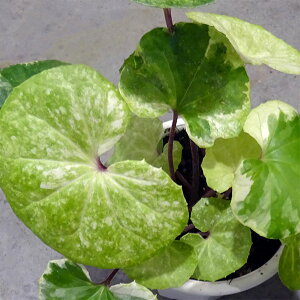 R쑐̕c/cuLFinNXCJj5A