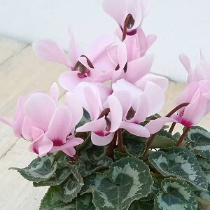 Ԃ̕c/VNFWh[3|bg 3Zbg