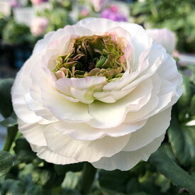 草花の苗/ラナンキュラス：アヤリッチ ウピス4号ポット