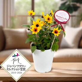 [送料無料][2026年 母の日ギフト][予約]ヒマワリ：サンビリーバブル ブラウンアイガール 5号鉢植え