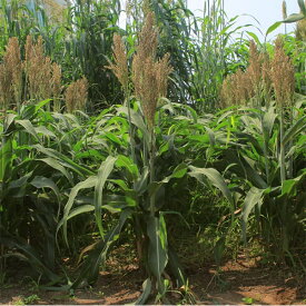 飼料用ソルガム：ミニソルゴー 1kg[タネ]