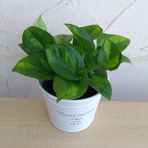 ϗtA/|gXFO[oO[3|bg^t`uL|bg