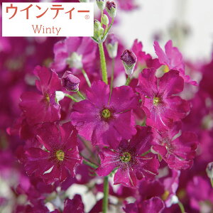 Ԃ̕c/TN\EFECeB[[Y3.5|bg