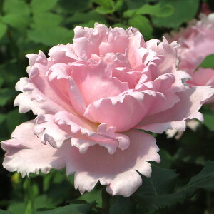 o̕c/fo[[YF\tB[EVX6pA*