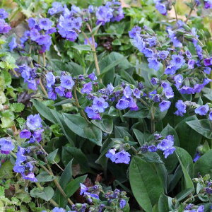 Ԃ̕c/viAFItBLiX3-3.5|bg