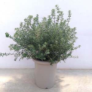 Ԗ ؂̕c/EGXgMAΗt8|bg