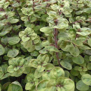 Ԃ̕c/IKmF}Q[^2.5|bg 12Zbg