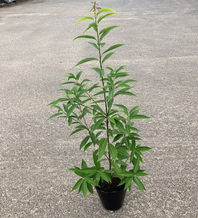 楽天市場 花木 庭木の苗 送料無料 シラカシ 5号ポット樹高約60cm 8株セット 園芸ネット プラス