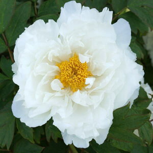 Ԗ ؂̕c/OiڂjFinNzEj6|bg