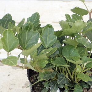 Ԃ̕c/wfiACr[jF_bNtbg2.5|bg