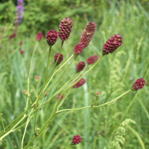 Ԃ̕c/REiᖒgj3.5|bg