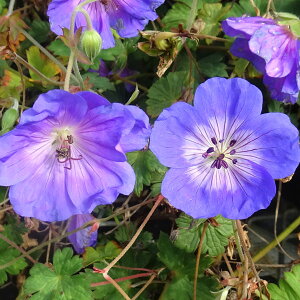 Ԃ̕c/QjEFAY[bV4.5|bg