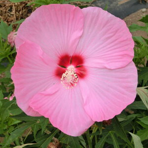 Ԗ ؂̕c/hnCrXJXF^C^rJXFJVIyA3.5|bg