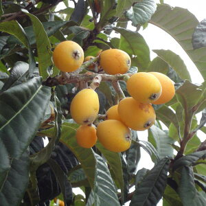 ʎ̕c/rifjFciȂj4-5|bg