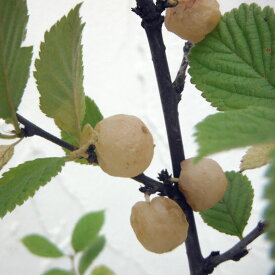 果樹の苗/ユスラウメ：白実4～5号ポット
