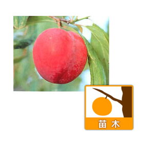 果樹の苗/スモモ(プラム）：プラム井上4～5号ポット
