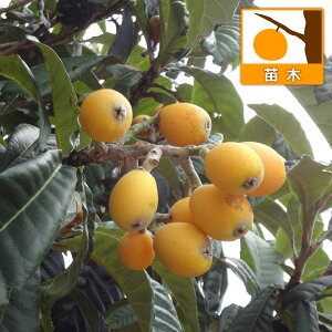 ʎ̕c/rF葁iiKTLZj4`5|bg