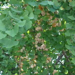 ʎ̕c/MiiǁEC`EjFYigENEj4`5|bg