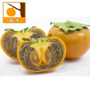 ʎ̕c/JLi`jFjVZij4`5|bg